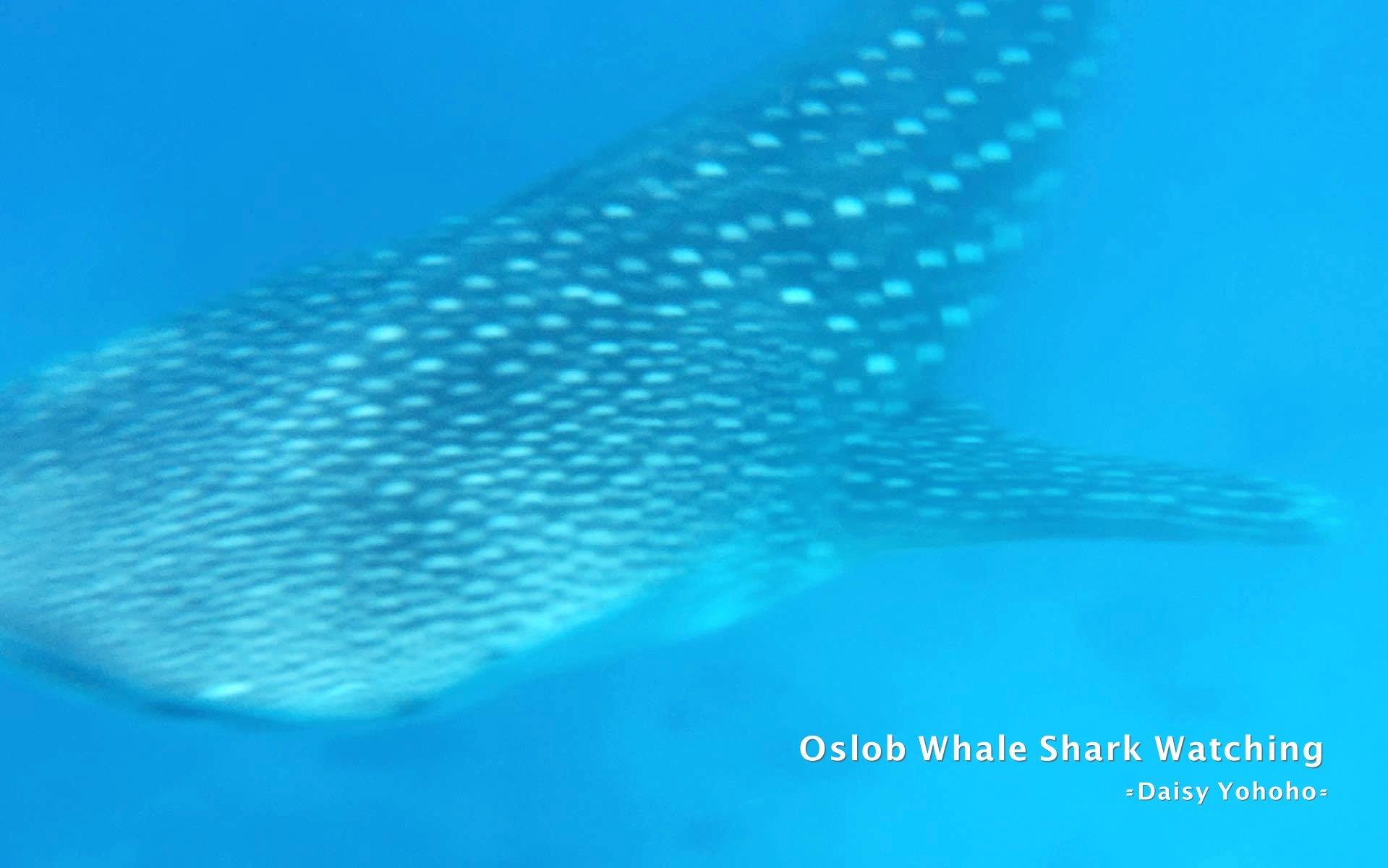 oslobwhaleshark