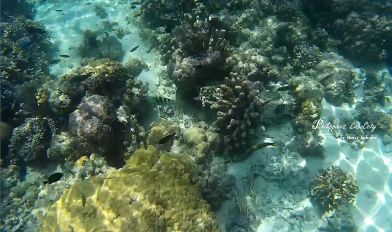 宿霧海底世界